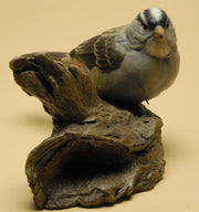 "White Crowned Sparrow"